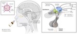 Advances in the field of intranasal oxytocin research: lessons learned and future directions for clinical research