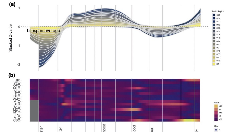 Oxytocin receptor expression patterns in the human brain across development